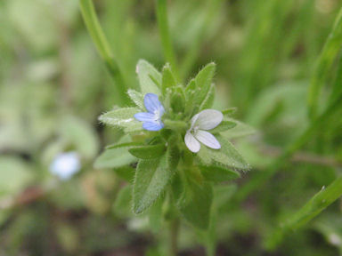 f:id:chuumeikun:20160420015827j:plain f:id:chuumeikun:20160420015827j:plain