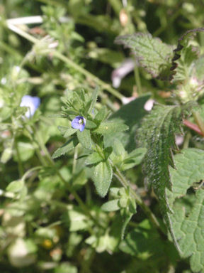 f:id:chuumeikun:20160420015905j:plain f:id:chuumeikun:20160420015905j:plain