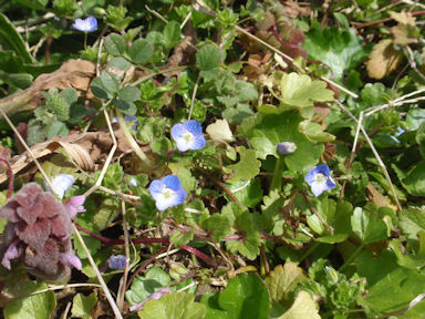 f:id:chuumeikun:20160420020017j:plain f:id:chuumeikun:20160420020017j:plain