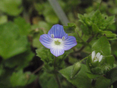 f:id:chuumeikun:20160420020035j:plain f:id:chuumeikun:20160420020035j:plain