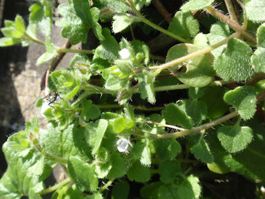 f:id:chuumeikun:20160420020222j:plain f:id:chuumeikun:20160420020222j:plain