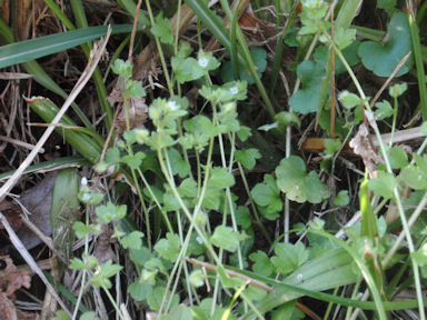 f:id:chuumeikun:20160420020310j:plain f:id:chuumeikun:20160420020310j:plain