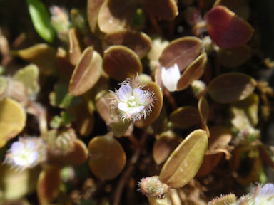 f:id:chuumeikun:20160420020330j:plain f:id:chuumeikun:20160420020330j:plain