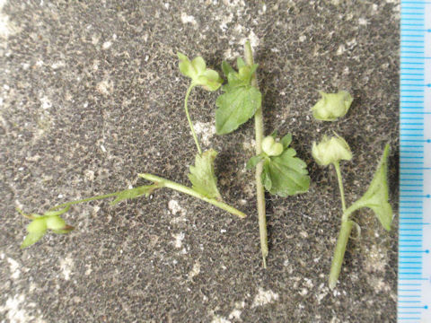 f:id:chuumeikun:20160420020453j:plain f:id:chuumeikun:20160420020453j:plain