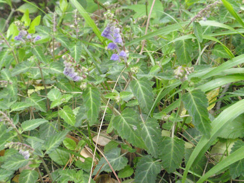 f:id:chuumeikun:20160420020843j:plain f:id:chuumeikun:20160420020843j:plain