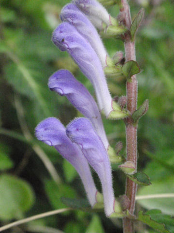 f:id:chuumeikun:20160420020921j:plain f:id:chuumeikun:20160420020921j:plain