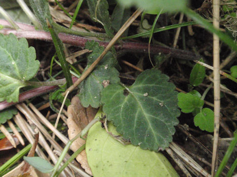 f:id:chuumeikun:20160420020951j:plain f:id:chuumeikun:20160420020951j:plain