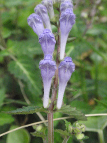 f:id:chuumeikun:20160420021410j:plain f:id:chuumeikun:20160420021410j:plain