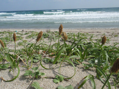 f:id:chuumeikun:20160424020734j:plain