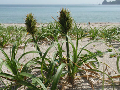 f:id:chuumeikun:20160424020756j:plain