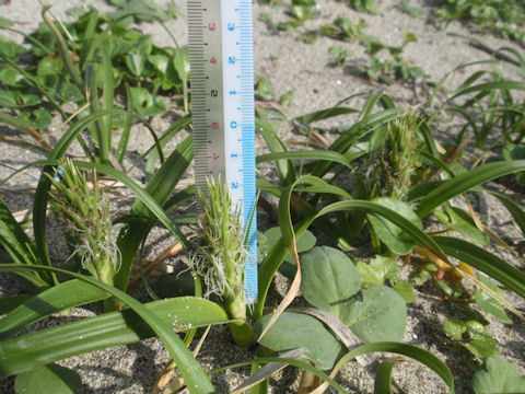 f:id:chuumeikun:20160424020847j:plain