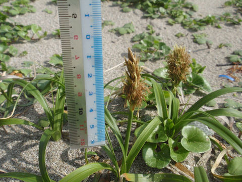 f:id:chuumeikun:20160424020958j:plain