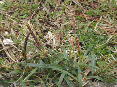 f:id:chuumeikun:20160424021222j:plain