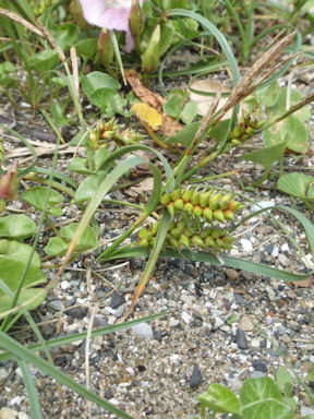 f:id:chuumeikun:20160424021338j:plain