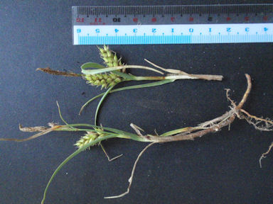 f:id:chuumeikun:20160424021358j:plain