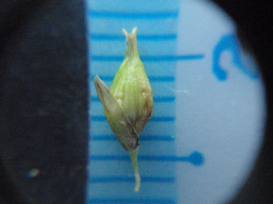 f:id:chuumeikun:20160424021444j:plain