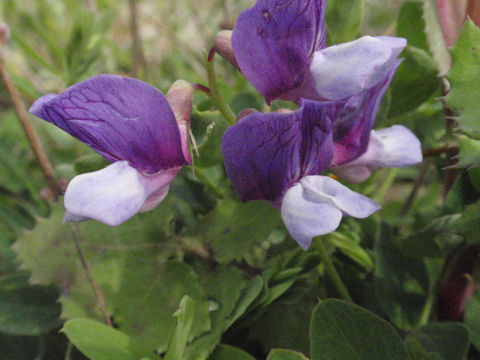 f:id:chuumeikun:20160424021530j:plain