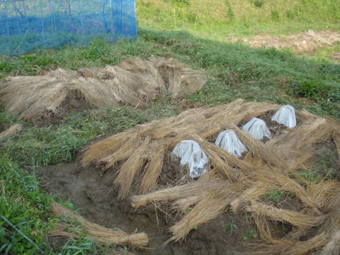 f:id:chuumeikun:20160424021731j:plain