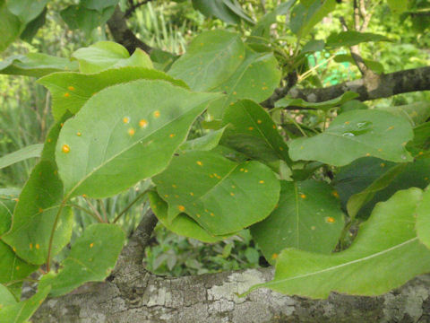 f:id:chuumeikun:20160424022157j:plain