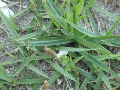 f:id:chuumeikun:20160425025731j:plain f:id:chuumeikun:20160425025731j:plain