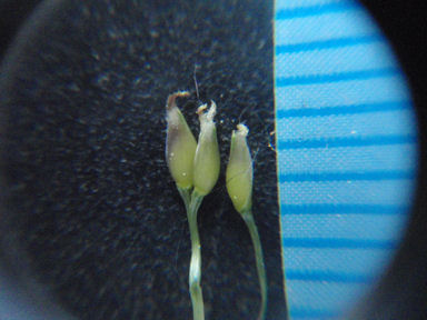 f:id:chuumeikun:20160425025934j:plain f:id:chuumeikun:20160425025934j:plain