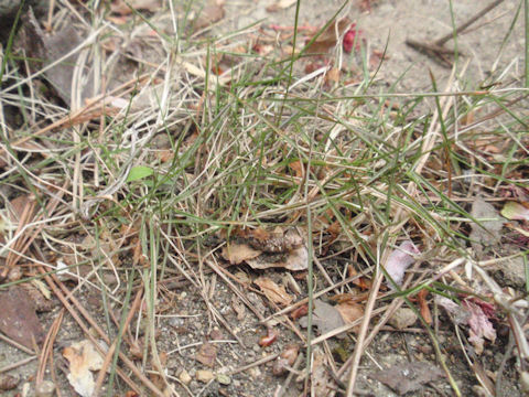 f:id:chuumeikun:20160425030017j:plain f:id:chuumeikun:20160425030017j:plain