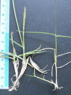 f:id:chuumeikun:20160425030101j:plain f:id:chuumeikun:20160425030101j:plain