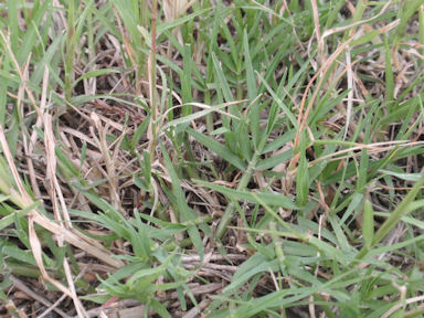 f:id:chuumeikun:20160425030144j:plain f:id:chuumeikun:20160425030144j:plain