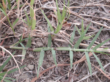 f:id:chuumeikun:20160425030237j:plain f:id:chuumeikun:20160425030237j:plain