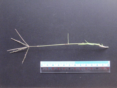 f:id:chuumeikun:20160425030406j:plain f:id:chuumeikun:20160425030406j:plain