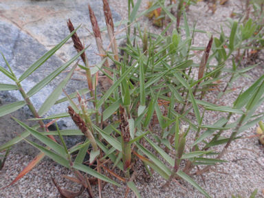 f:id:chuumeikun:20160425030504j:plain f:id:chuumeikun:20160425030504j:plain