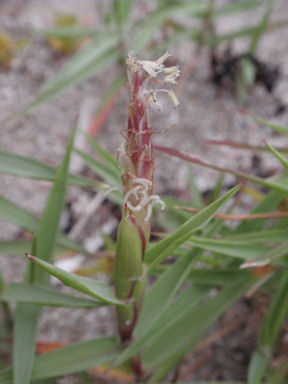 f:id:chuumeikun:20160425030737j:plain f:id:chuumeikun:20160425030737j:plain