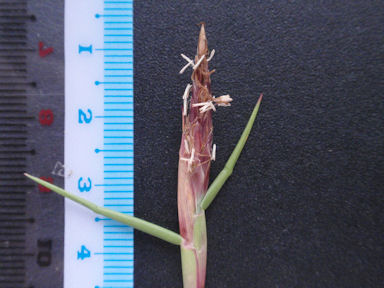 f:id:chuumeikun:20160425030804j:plain f:id:chuumeikun:20160425030804j:plain