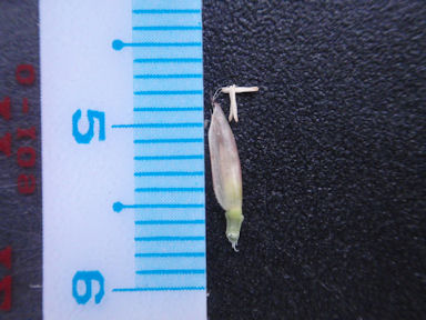 f:id:chuumeikun:20160425030915j:plain f:id:chuumeikun:20160425030915j:plain