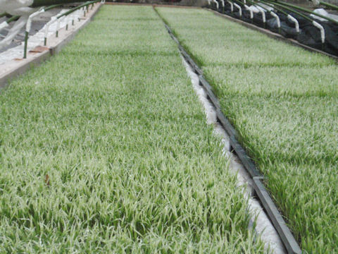 f:id:chuumeikun:20160425030951j:plain f:id:chuumeikun:20160425030951j:plain