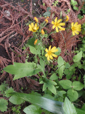 f:id:chuumeikun:20160506023440j:plain f:id:chuumeikun:20160506023440j:plain