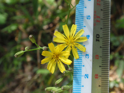 f:id:chuumeikun:20160506023653j:plain f:id:chuumeikun:20160506023653j:plain