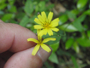 f:id:chuumeikun:20160506023924j:plain f:id:chuumeikun:20160506023924j:plain