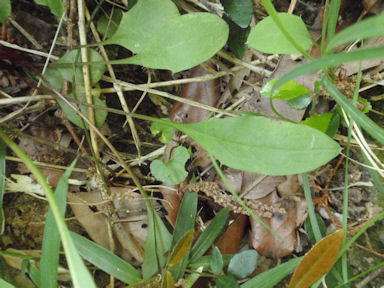 f:id:chuumeikun:20160506024040j:plain f:id:chuumeikun:20160506024040j:plain