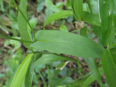 f:id:chuumeikun:20160506024105j:plain f:id:chuumeikun:20160506024105j:plain