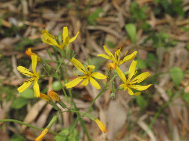 f:id:chuumeikun:20160506024316j:plain f:id:chuumeikun:20160506024316j:plain