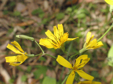 f:id:chuumeikun:20160506024340j:plain f:id:chuumeikun:20160506024340j:plain