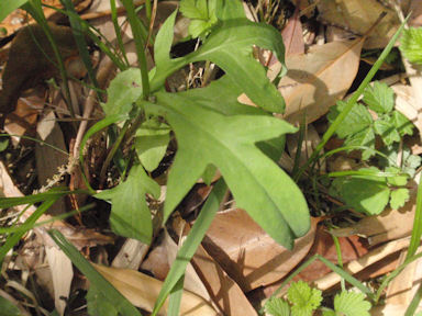 f:id:chuumeikun:20160506024519j:plain f:id:chuumeikun:20160506024519j:plain