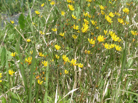 f:id:chuumeikun:20160506025038j:plain f:id:chuumeikun:20160506025038j:plain