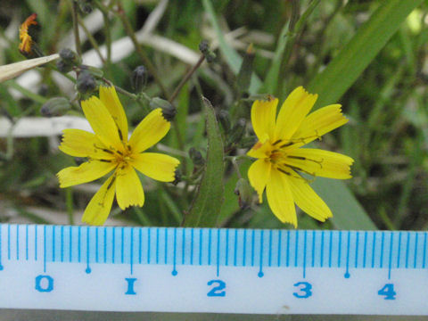 f:id:chuumeikun:20160506025106j:plain f:id:chuumeikun:20160506025106j:plain