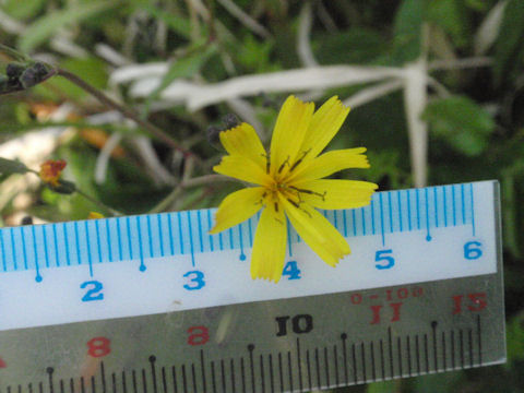 f:id:chuumeikun:20160506025223j:plain f:id:chuumeikun:20160506025223j:plain