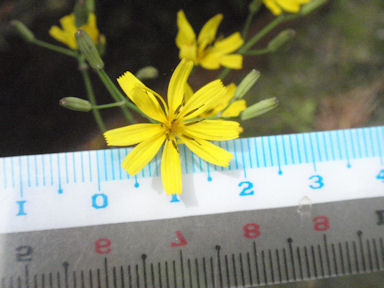 f:id:chuumeikun:20160506025402j:plain f:id:chuumeikun:20160506025402j:plain