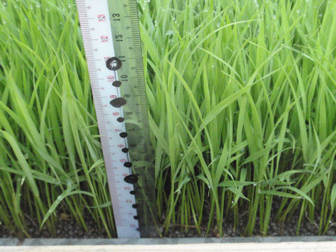 f:id:chuumeikun:20160506030533j:plain f:id:chuumeikun:20160506030533j:plain