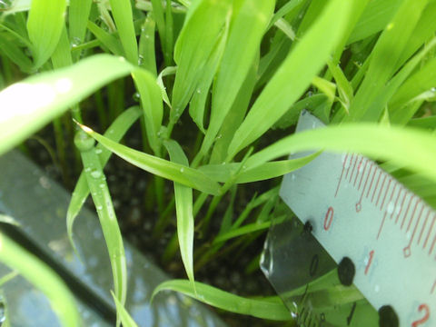 f:id:chuumeikun:20160506030552j:plain f:id:chuumeikun:20160506030552j:plain