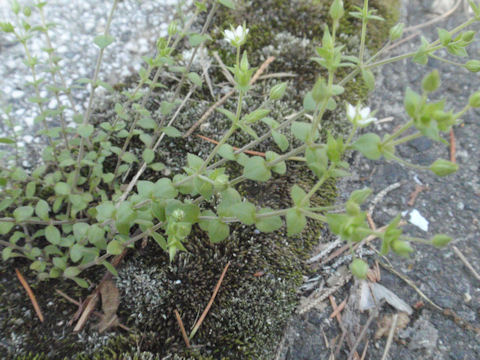 f:id:chuumeikun:20160507000651j:plain